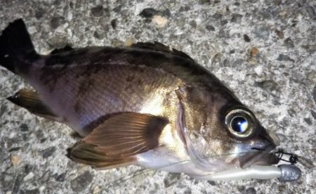 メバル活性高し